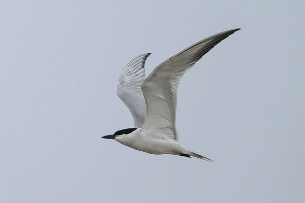 Gull-billed Tern - Thomas Willoughby.