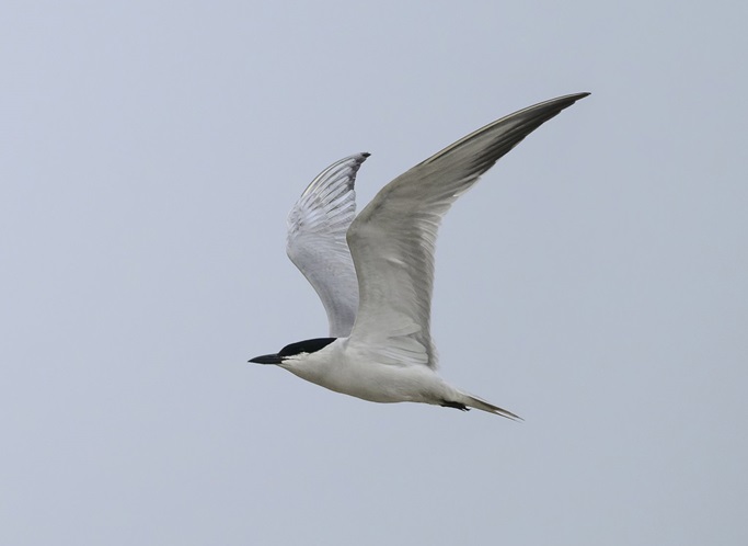 Gull-billed Tern - Thomas Willoughby.