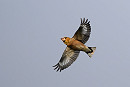 Hawfinch - Thomas Willoughby.
