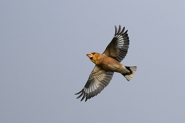 Bird sightings Monday, 13 October 2025