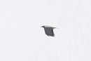 Hooded Crow - Thomas Willoughby.