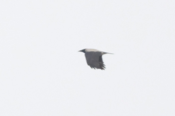 Hooded Crow - Thomas Willoughby.