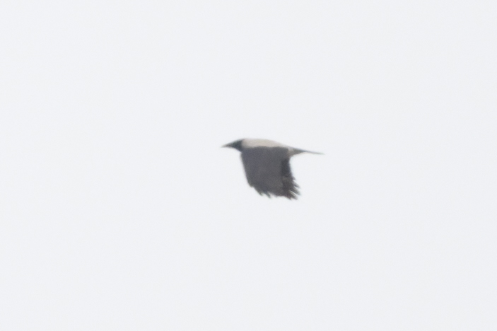 Hooded Crow - Thomas Willoughby.