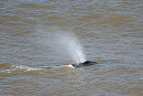 Humpback Whale - Thomas Willoughby.