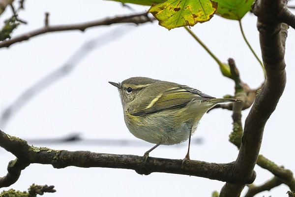 Humes Warbler - Thomas Willoughby.