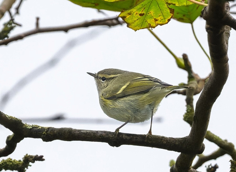 Humes Warbler - Thomas Willoughby.