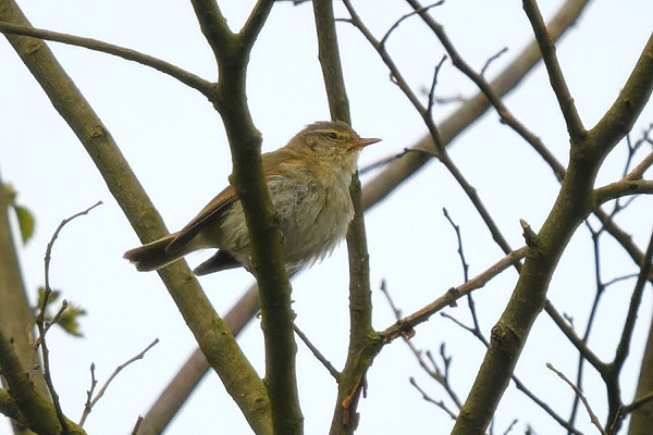 Iberian Chiffchaff - Thomas Willoughby.