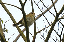 Iberian Chiffchaff - Thomas Willoughby.