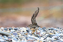 Buff-breasted Sandpiper displaying - Thomas Willoughby.