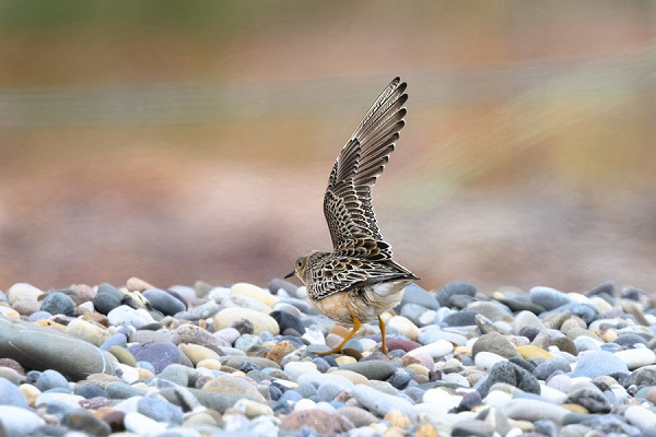 Buff-breasted Sandpiper displaying - Thomas Willoughby.