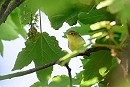 Icterine Warbler - Thomas Willoughby.