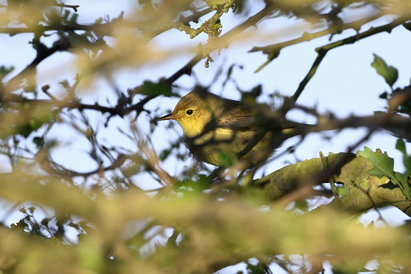 Bird sightings Sunday, 01 June 2025