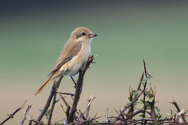 Bird sightings Friday, 23 October 2026
