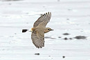 Isabelline Wheatear - Thomas Willoughby.