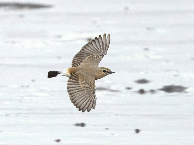 Isabelline Wheatear - Thomas Willoughby.