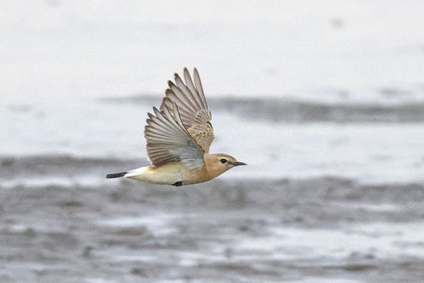 Isabelline Wheatear - Thomas Willoughby.