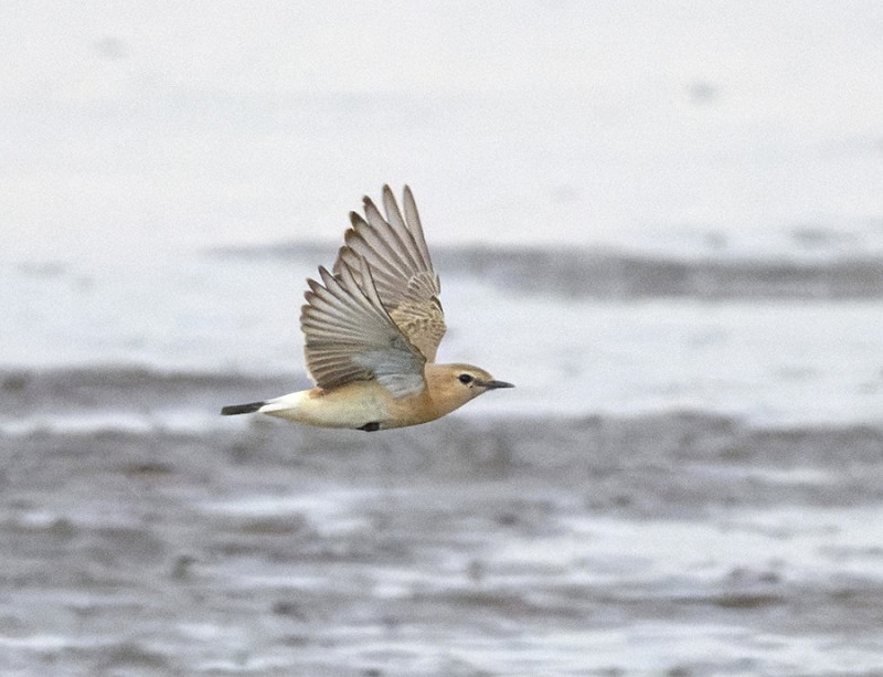 Isabelline Wheatear - Thomas Willoughby.