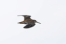Jack Snipe - Thomas Willoughby.