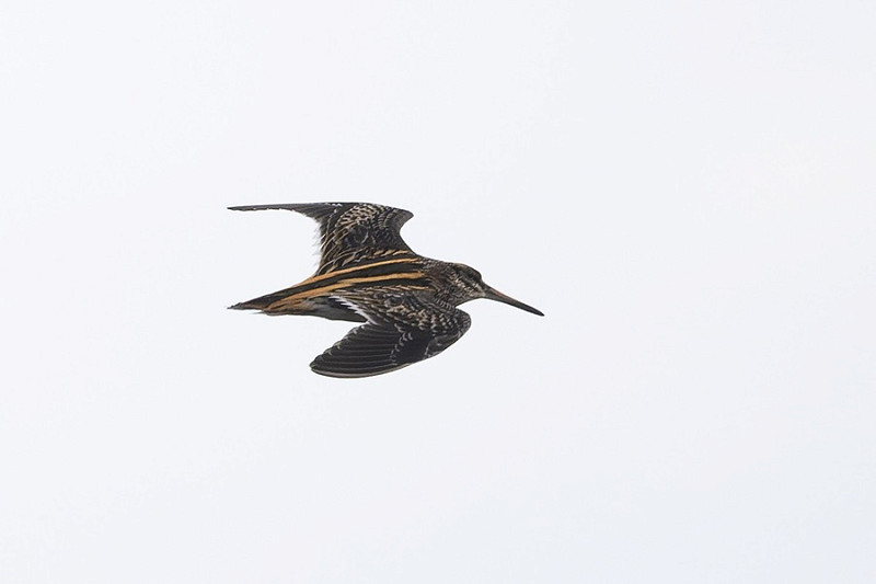 Jack Snipe - Thomas Willoughby.