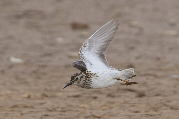 Least Sandpiper - Thomas Willoughby.