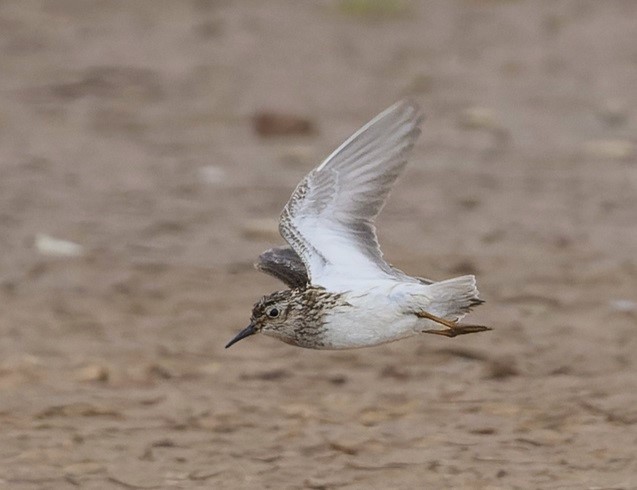 Least Sandpiper - Thomas Willoughby.