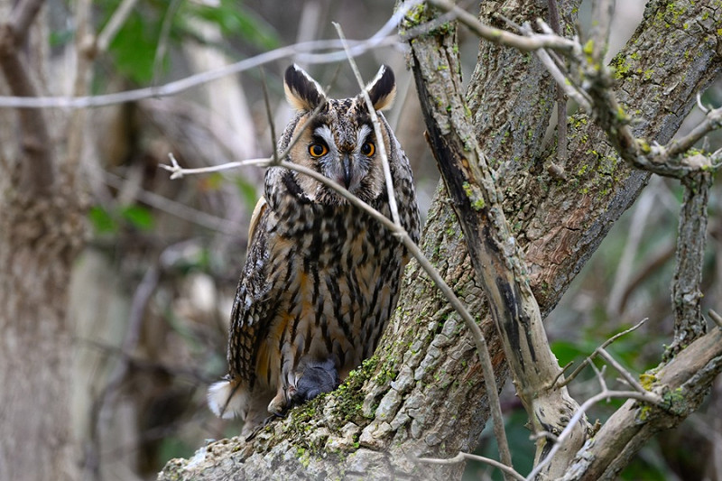 Long-eared Owl - Thomas Willoughby.
