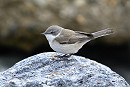 Lesser Whitethroat - Thomas Willoughby.