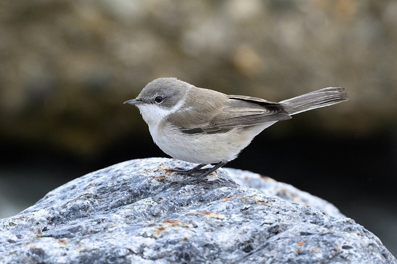 Lesser Whitethroat - Thomas Willoughby.