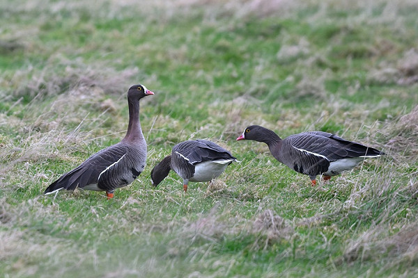 Lesser White-fronted Geese - Thomas Willoughby.