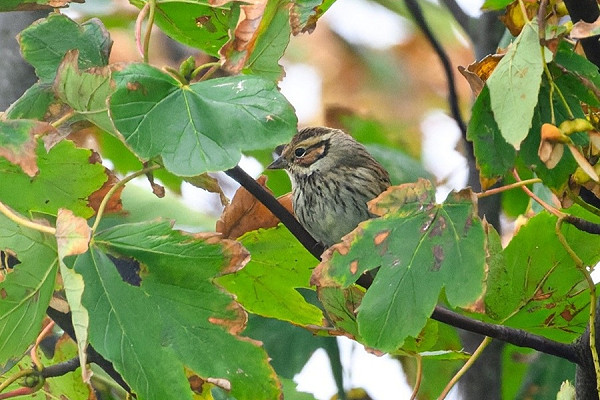 Little Bunting - Thomas Willoughby.
