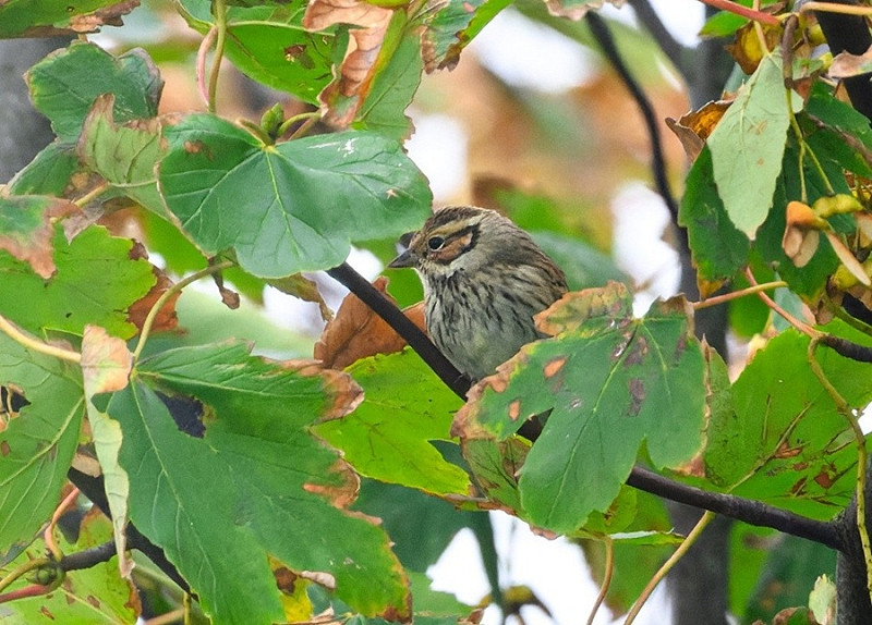 Little Bunting - Thomas Willoughby.