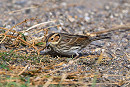 Little Bunting - Thomas Willoughby.