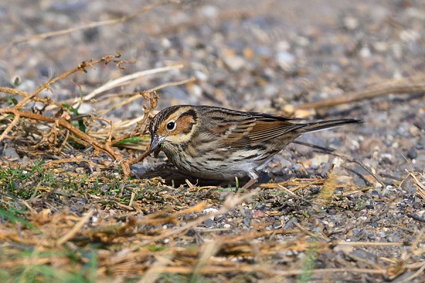 Bird sightings Saturday, 11 October 2025