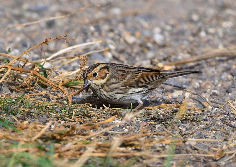 Little Bunting - Thomas Willoughby.