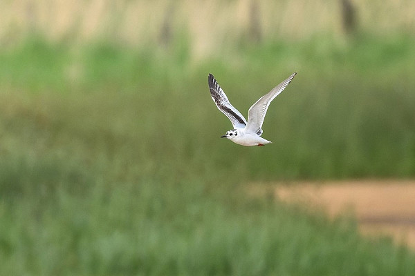 Bird sightings Monday, 07 July 2025