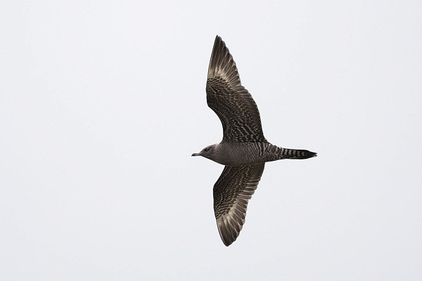 Long-tailed Skua - Thomas Willoughby