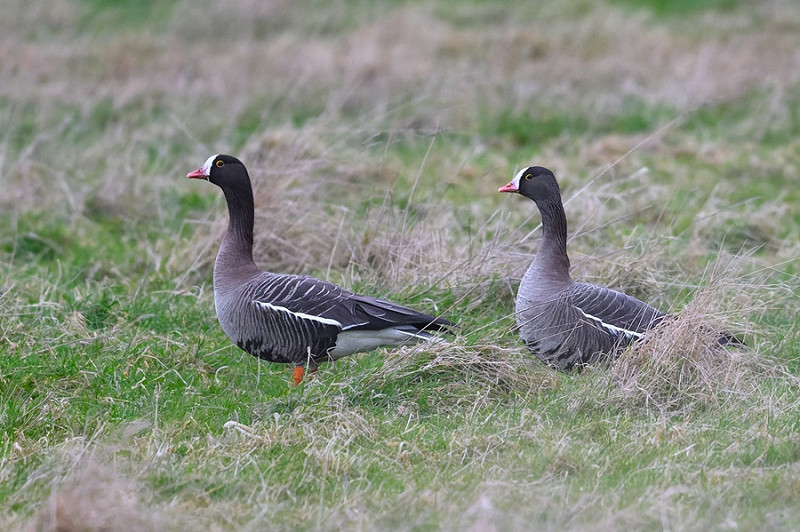 Lesser White-fronted Geese - Thomas Willoughby.