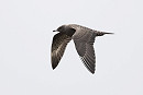 Long-tailed Skua - Thomas Willoughby.