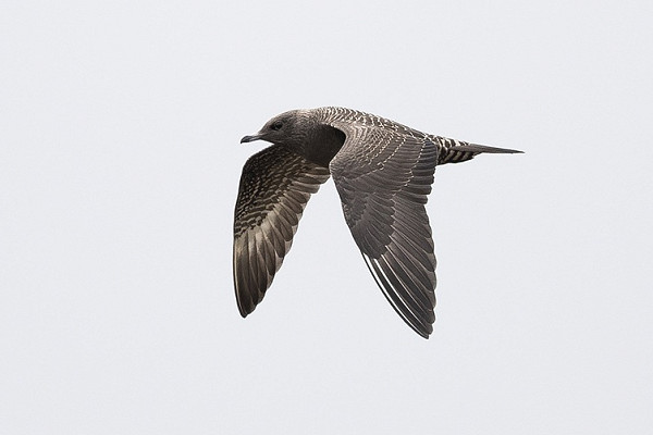Long-tailed Skua - Thomas Willoughby.