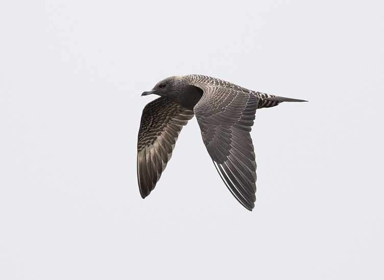 Long-tailed Skua - Thomas Willoughby.