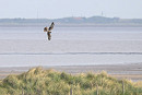 Montagu's Harrier - Thomas Willoughby.