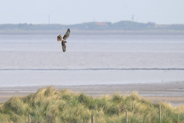 Bird sightings Saturday, 02 May 2026