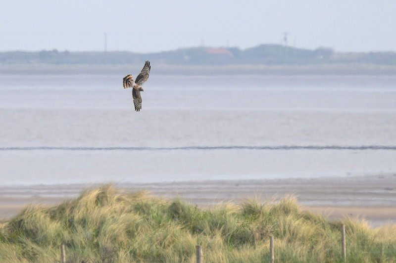 Montagu's Harrier - Thomas Willoughby.