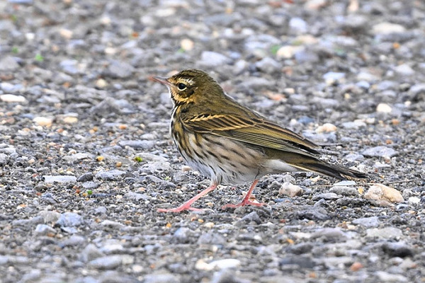 Bird sightings Monday, 17 November 2025