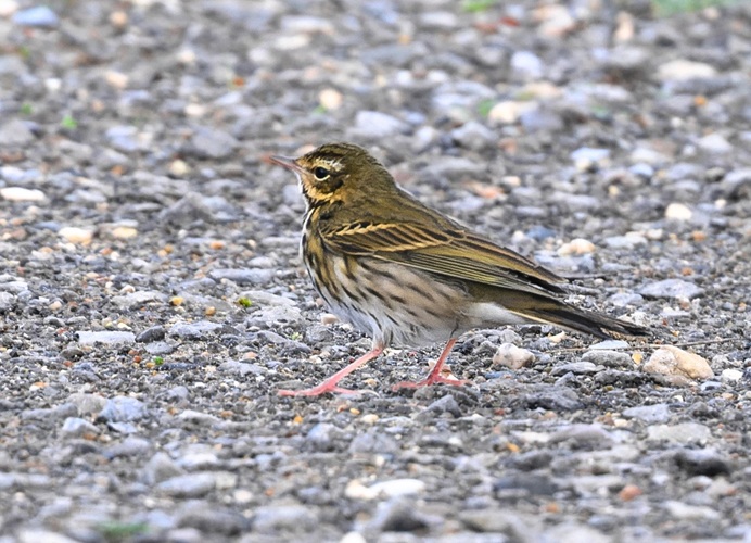 Olive-backed Pipit - Thomas Willoughby.