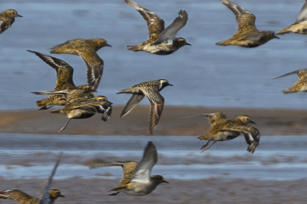 Pacific Golden Plover with Golden Plovers - Thomas Willoughby.