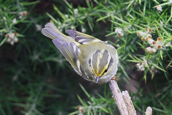 Pallas's Warbler - Thomas Willoughby.