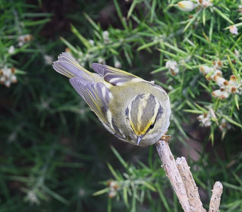 Pallas's Warbler - Thomas Willoughby.