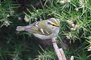 Pallas's Warbler - Thomas Willoughby.