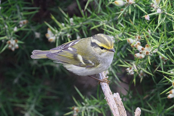 Bird sightings Sunday, 03 November 2024